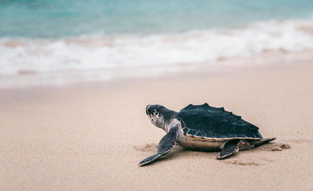 Home 4 Baby Turtle Release