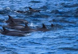 Whale Watching 7 Whale Watching